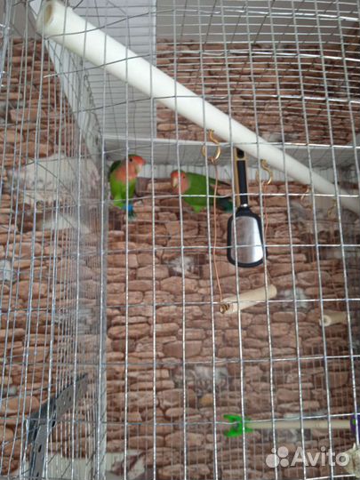 Попугай неразлучники с клеткой