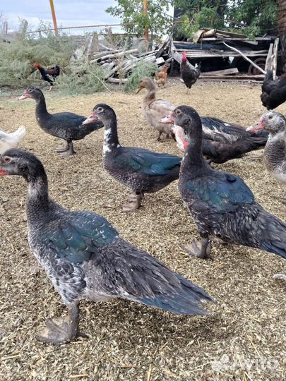 Продам индоуток