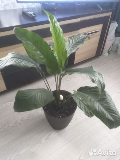 Спатифиллум Королевский