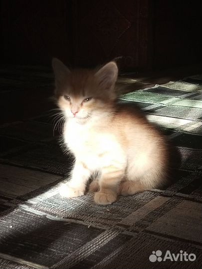 Котята (все зарезервированны)