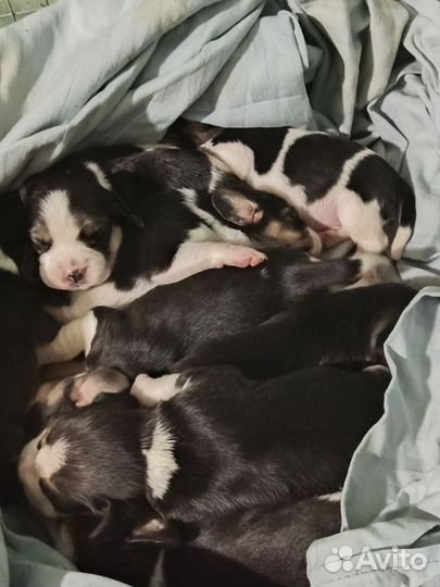 Бигль щенки