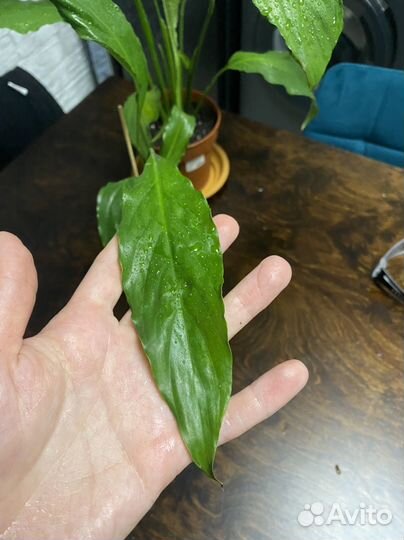 Спатифиллум