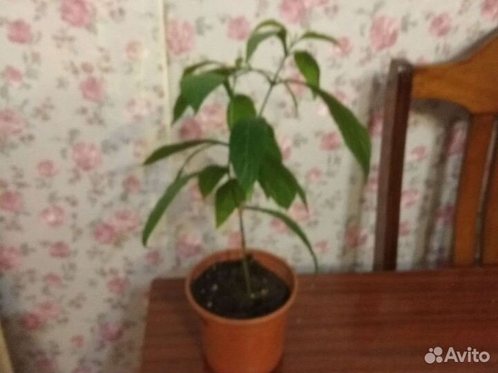 Пахистахис