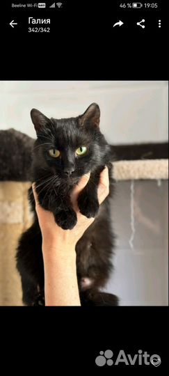 Кошка Бесплатно