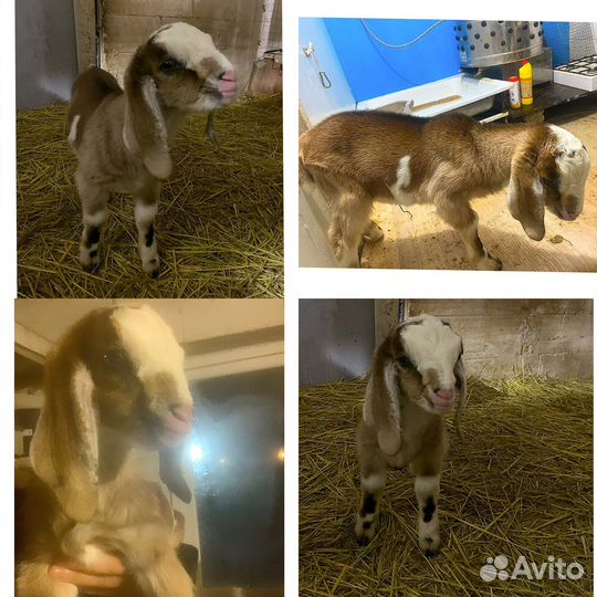 Нубийские козы и козлята