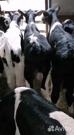 Телята бычки