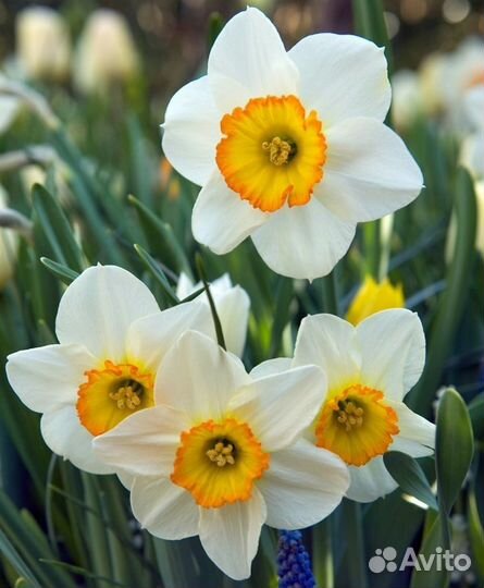 Луковицы нарциссов
