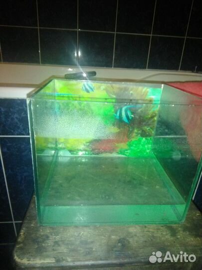 Продам креветок, растения и аквариумы