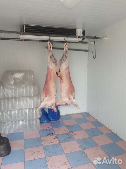 Бараны на курбан,баранина ягнятина