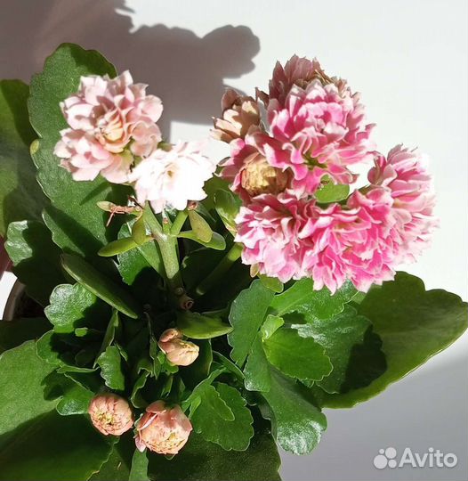 Каланхоэ Каландива, глоксинии