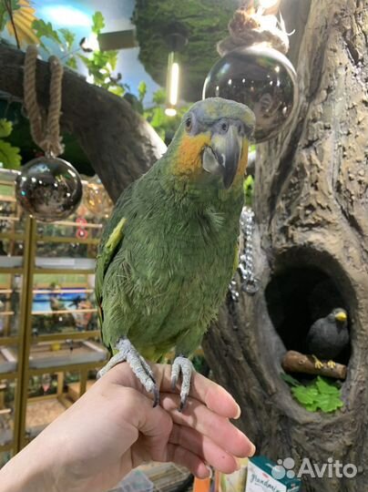 Ручной попугай