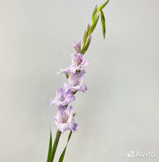 Гладиолусы / Букет / Доставка цветов