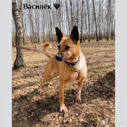 Собака Василиса из приюта