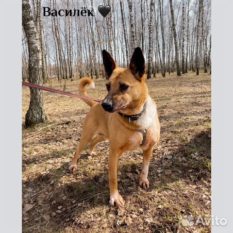 Собака Василиса из приюта