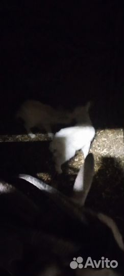 19.09.2023 заанеские козлики