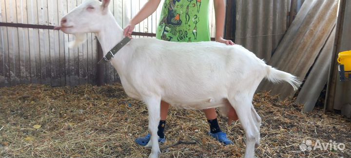 Зааненская дойная коза