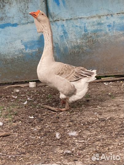 Гусак переярый