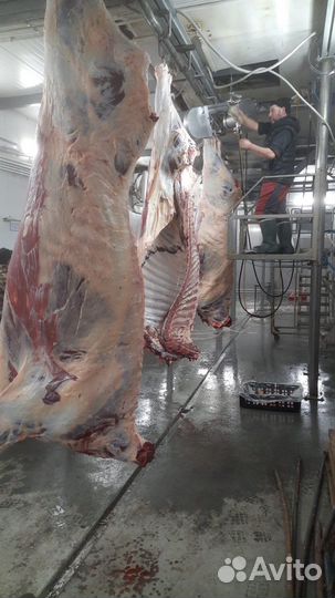 Оборудование для убойных цехов
