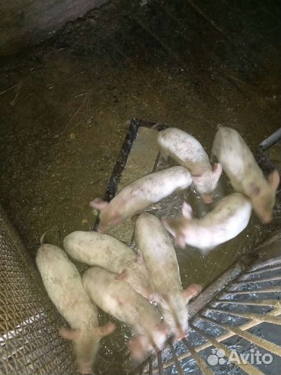 Поросята