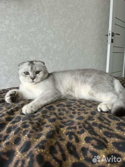 Шотладский котик