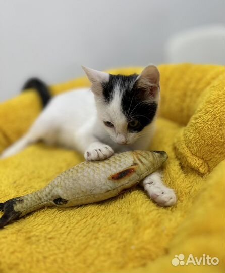 Котенок мальчик