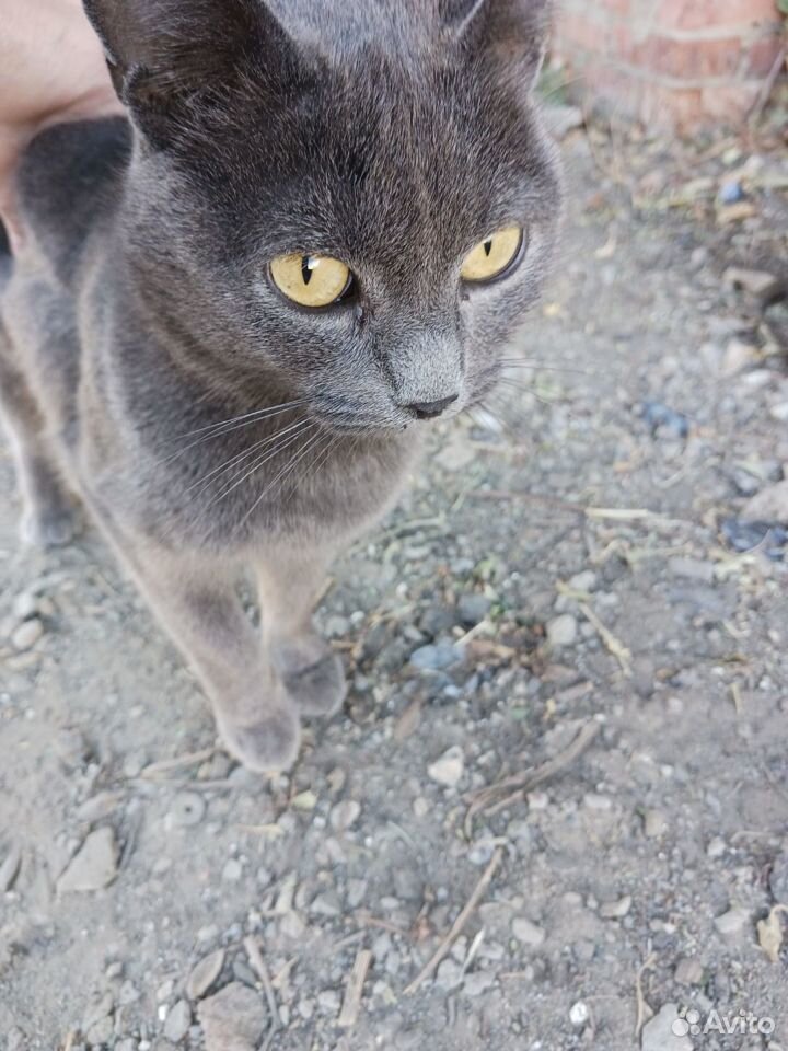 Кошка ищет дом