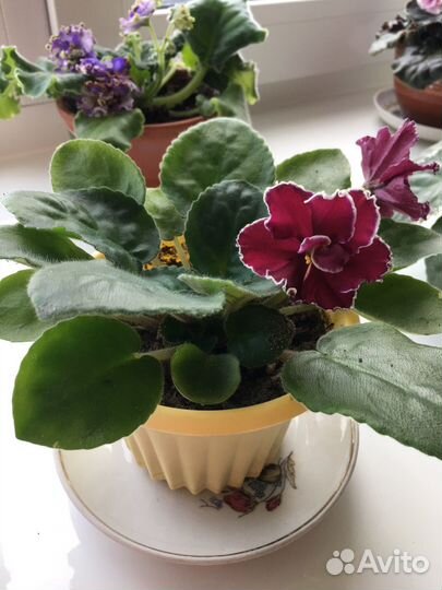 Фиалка листики и кустики