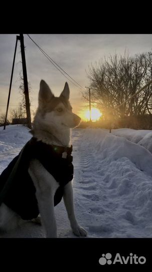 Модель для фотосессии