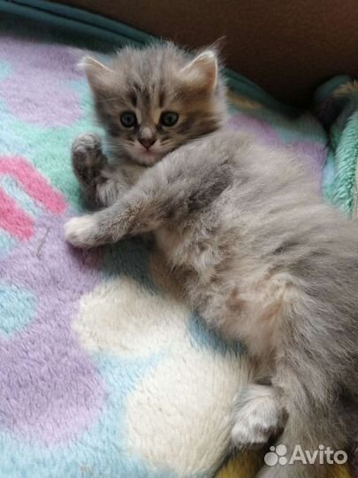 Котенок от кошки крысоловки