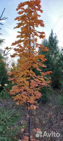 Сосны,ели,лиственица,ель голубая итд