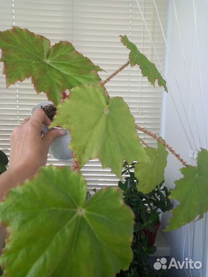 Цветы для дома