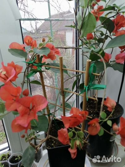 Бугенвиллии