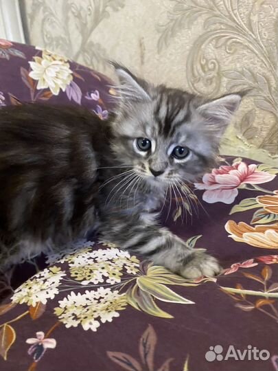 Котята мейн-кун