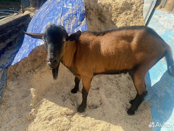 Козы, козел