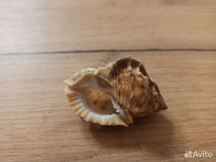 Морская раковина