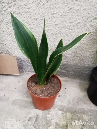 Сансевьерии