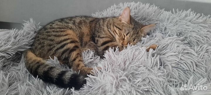 Кошка шотландская