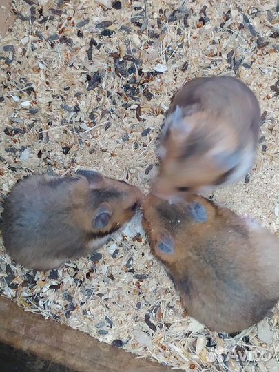 Джунгарские и сирийские хомяки