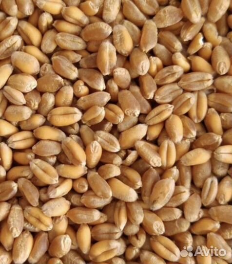 Пшеница