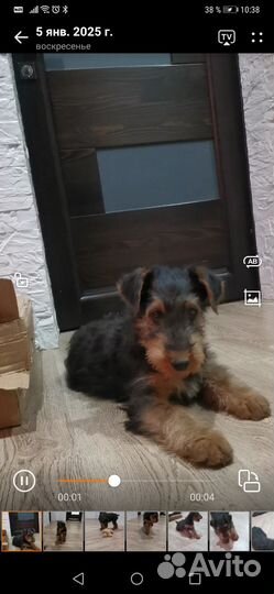 Эрдельтерьер