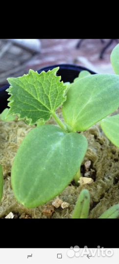 Рассада огурцов