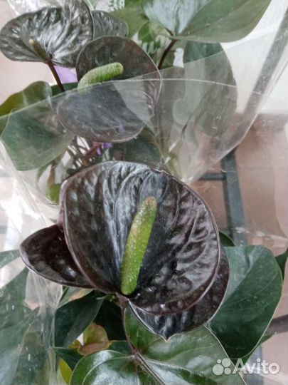 Антуриум, калла, хризантема, бегония