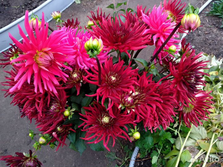 Георгины клубни