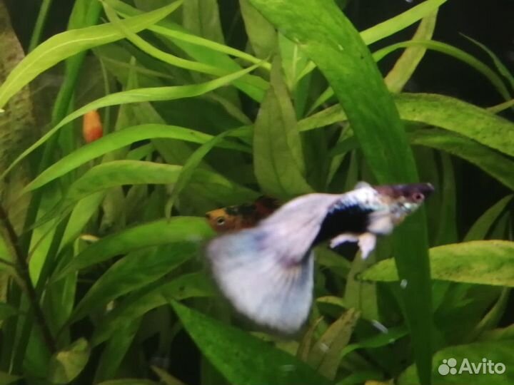 Гуппи чистые линии, Меченосцы, Сомики, Креветки