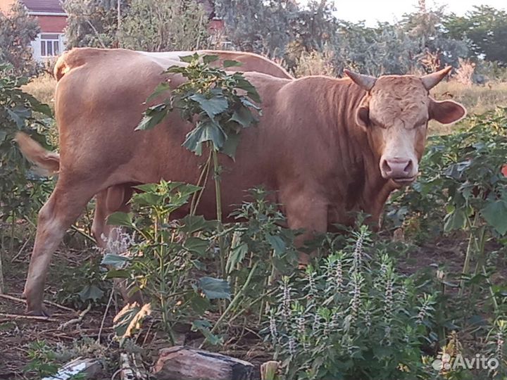 Бычки и коровы