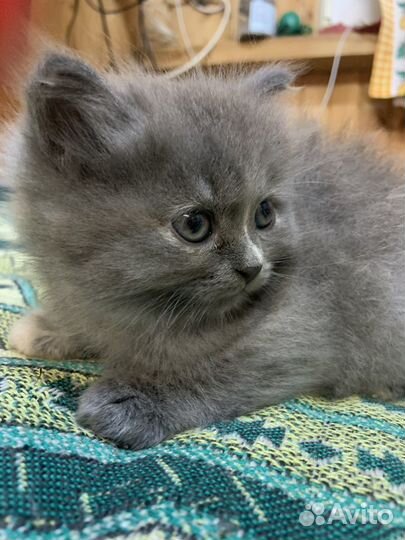 Котенок 2 месяца