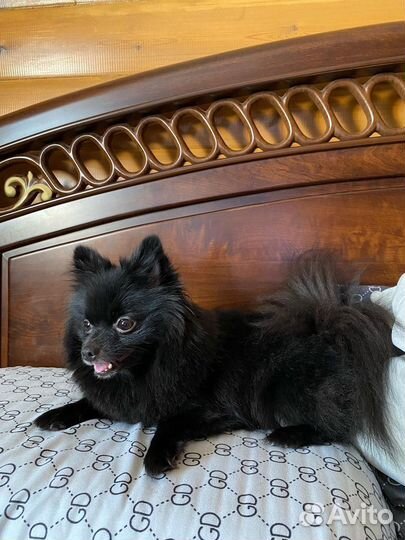 Померанский шпиц