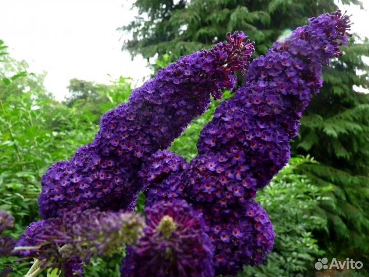 Черенки сортовой будлеи-Блэк Найт,Уайт Профьюжен