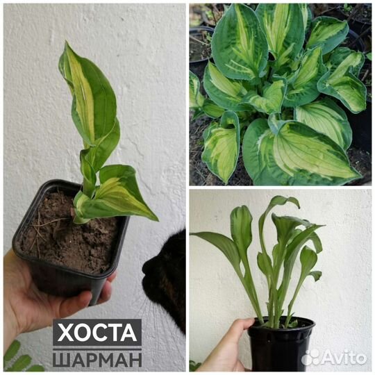 Хоста 2 сорта