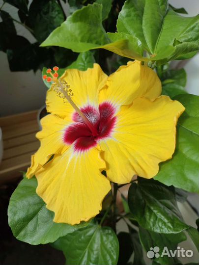 Гибискусы (срезы)